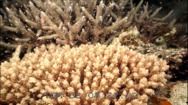 02A-0680-2/019