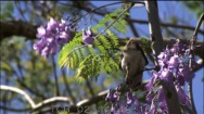 オーストラリア　鳥・動物