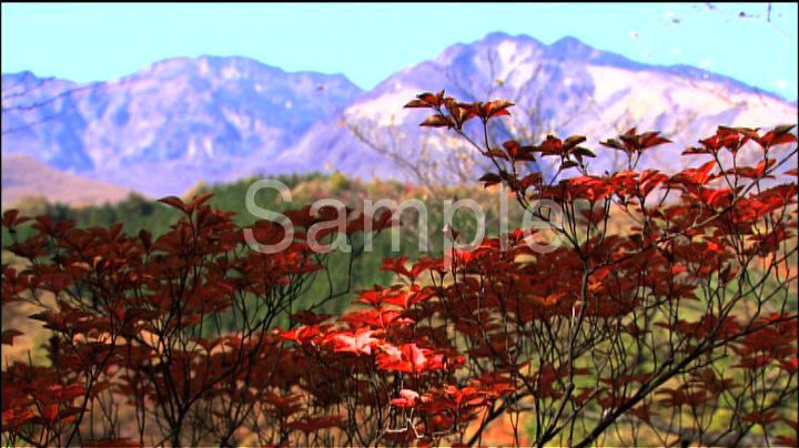 紅葉 4
