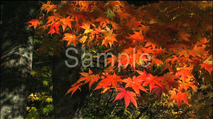 紅葉 6