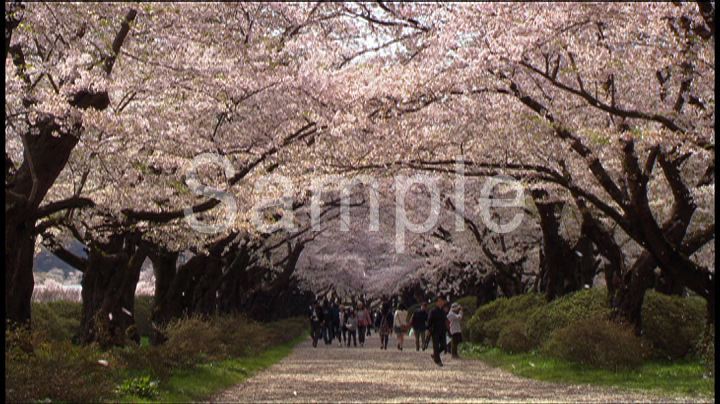 並木百景「桜街道」short ver.