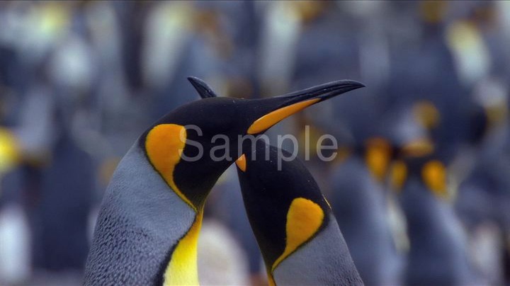 PENGUINS