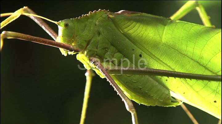 進化の森 コノハのささやき