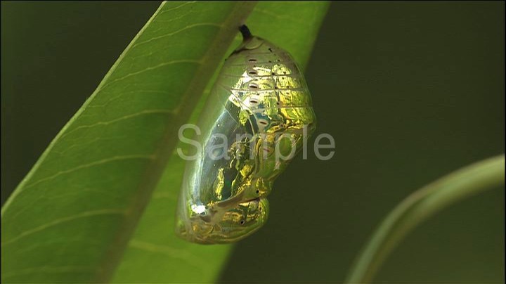進化の森 ハナビラは風にゆれて