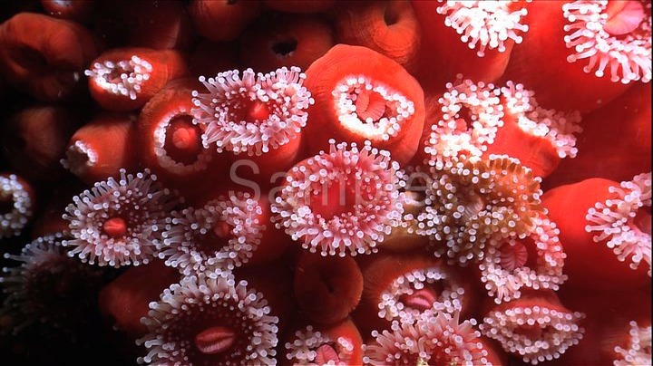Sea Forest ケルプの海