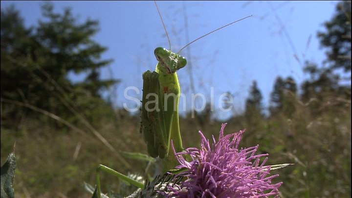 ≪ハイビジョン昆虫図鑑≫ えものをとらえるカマキリのくらし