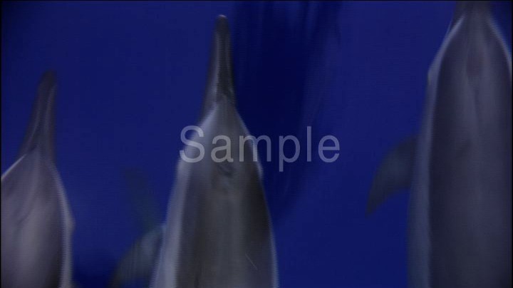 A DOLPHIN STORY イルカの海