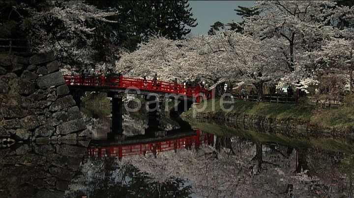 桜 “SAKURA” Spring in Hirosaki