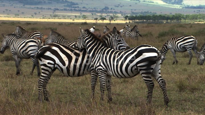 The Song of Africa