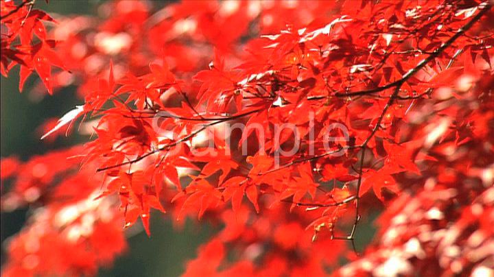 紅葉 1