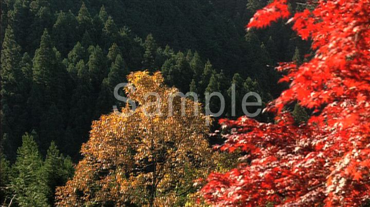 紅葉 2