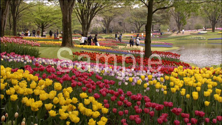 春の花たち 2012