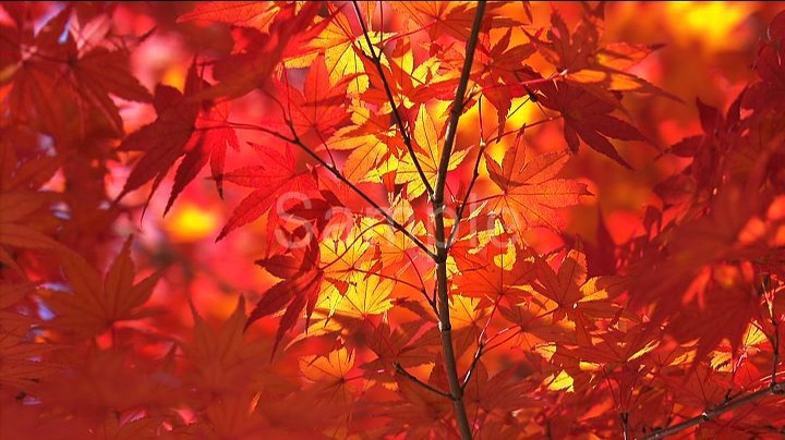 紅葉 “AUTUMN LEAVES” Foliage and Mt.Fuji
